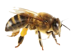 Dedetização de abelhas em José Bonifácio - SP