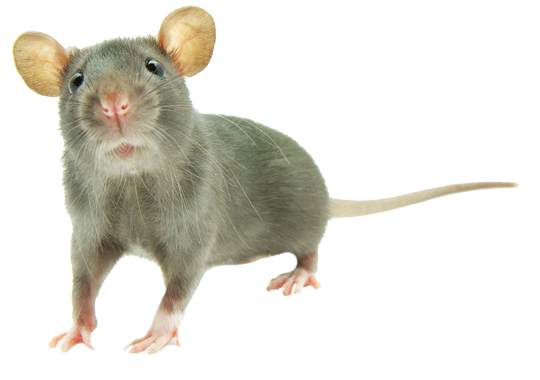Dedetização de ratos em José Bonifácio - SP